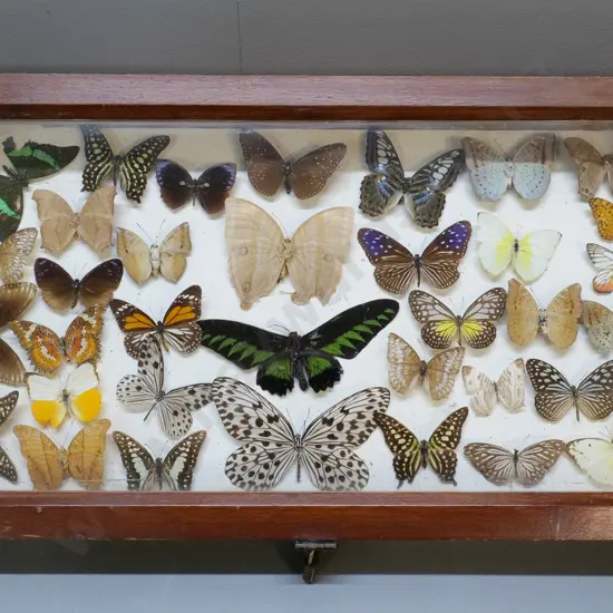 glazed timber butterfly display box w/mounted specimens - locked with padlock, no key 585 x 330