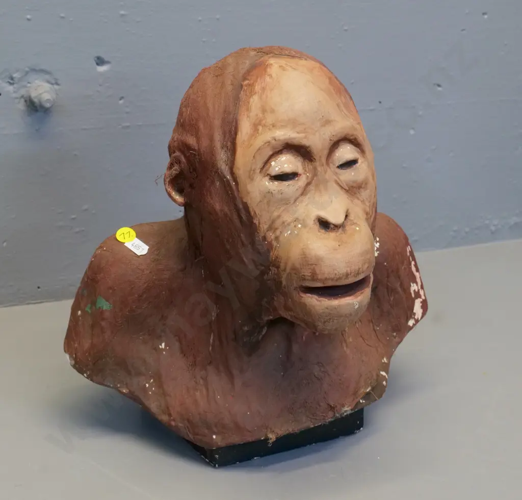 vintage painted plaster orangutan head, remnants of hair, areas of paint loss H-320 W-300 Image 1++