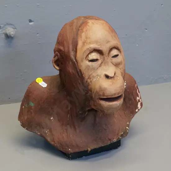vintage painted plaster orangutan head, remnants of hair, areas of paint loss H-320 W-300