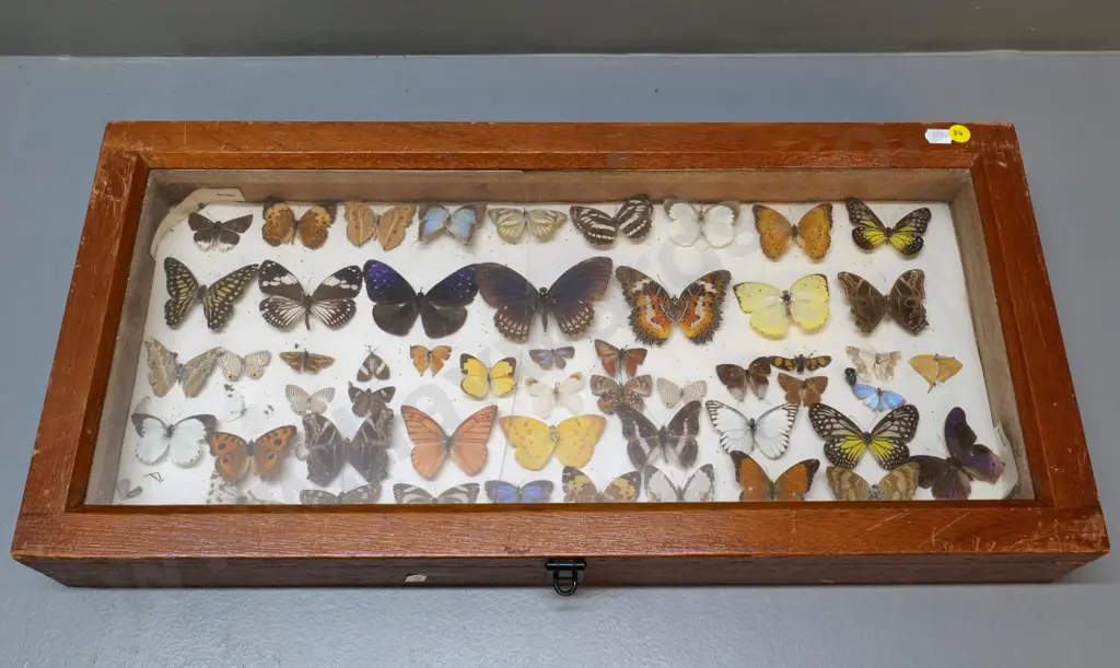 glazed timber butterfly display box w/mounted specimens - crack to glass, some specimens have condition issues 590 x 280 Image 1++
