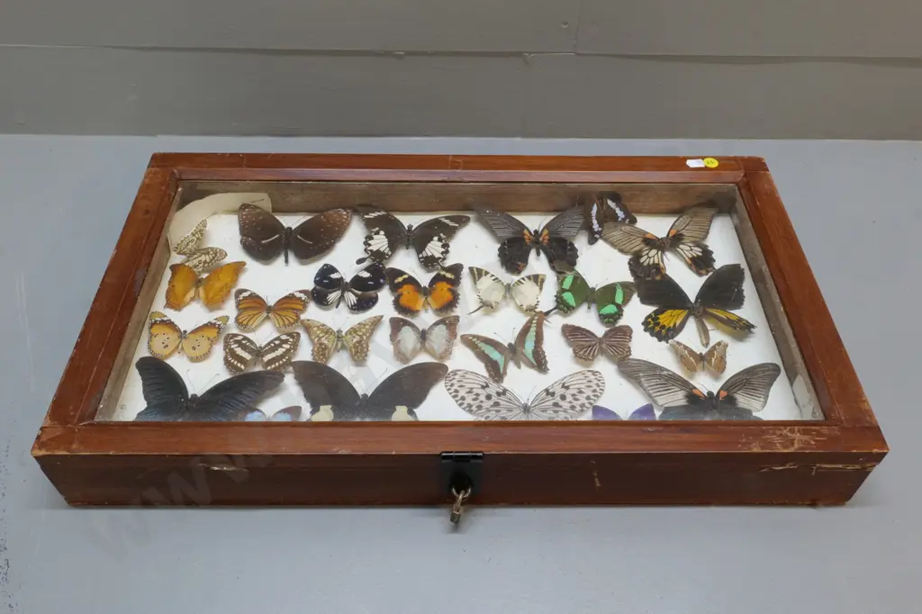 glazed timber butterfly display box w/mounted specimens, one loose - locked with padlock, no key 585 x 330 Image 1++