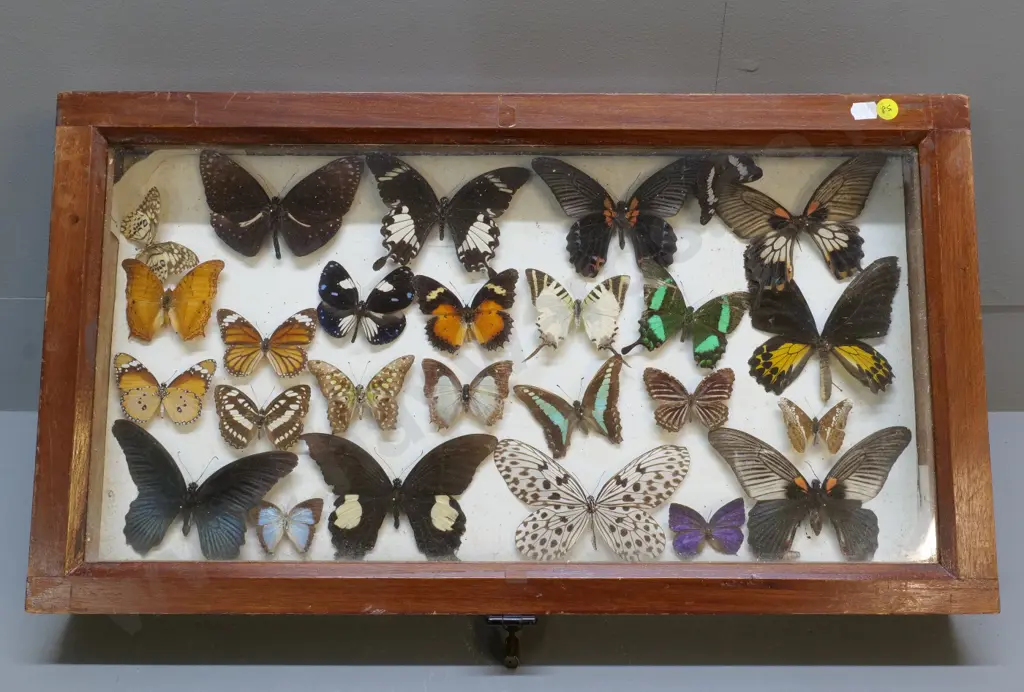 glazed timber butterfly display box w/mounted specimens, one loose - locked with padlock, no key 585 x 330 Image 1++