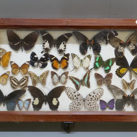 glazed timber butterfly display box w/mounted specimens, one loose - locked with padlock, no key 585 x 330
