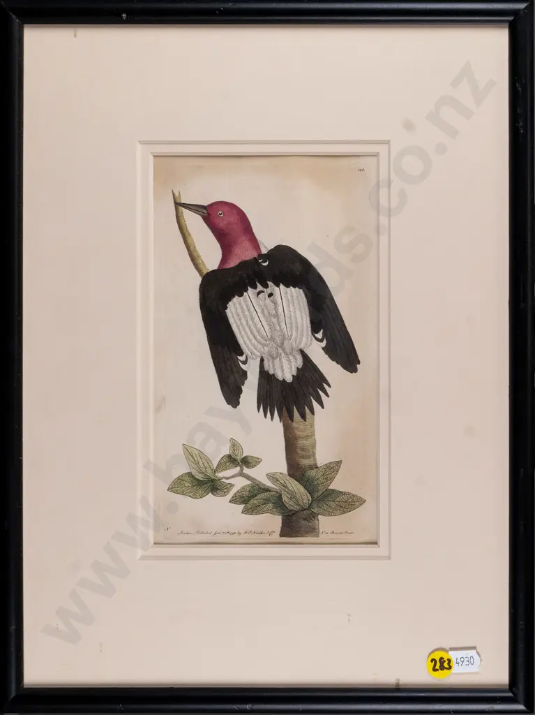 vintage framed engraving - Redheaded Woodpecker H-190 W-110 Image 1++