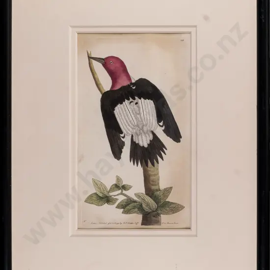 vintage framed engraving - Redheaded Woodpecker H-190 W-110