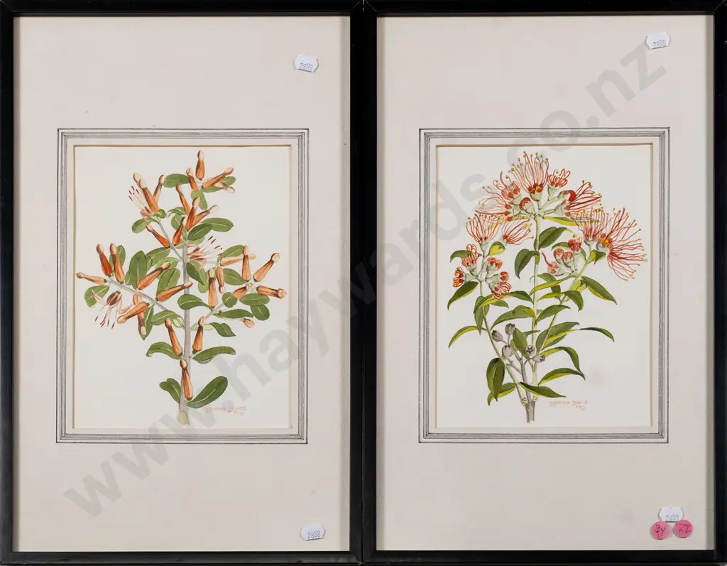Brenda Shore '79 - two framed watercolours - NZ Mistletoe and Southern Rata - each H-220 W-165 Image 1++