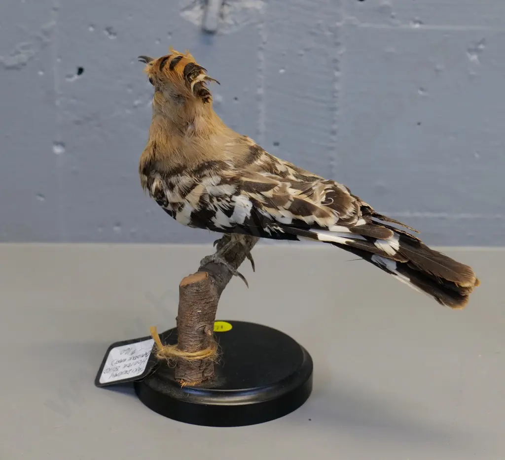taxidermy hoopoe bird on wooden stand H200 L240 Image 1++
