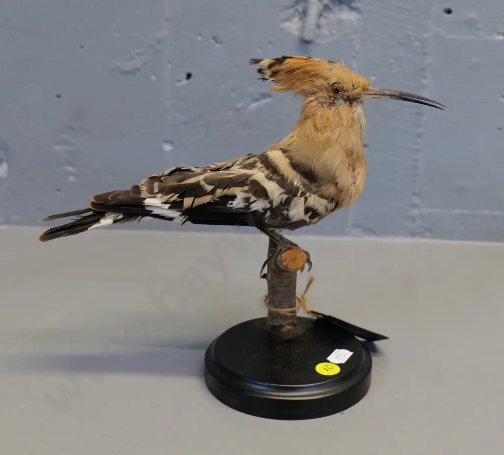 taxidermy hoopoe bird on wooden stand H200 L240 Image 1++