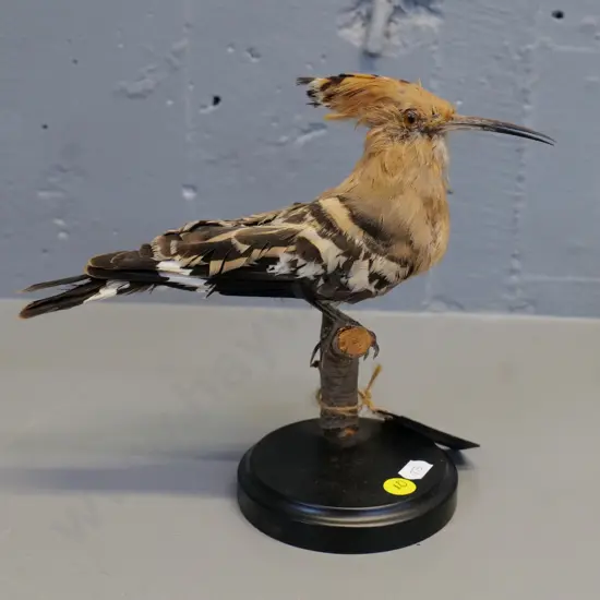 taxidermy hoopoe bird on wooden stand H200 L240