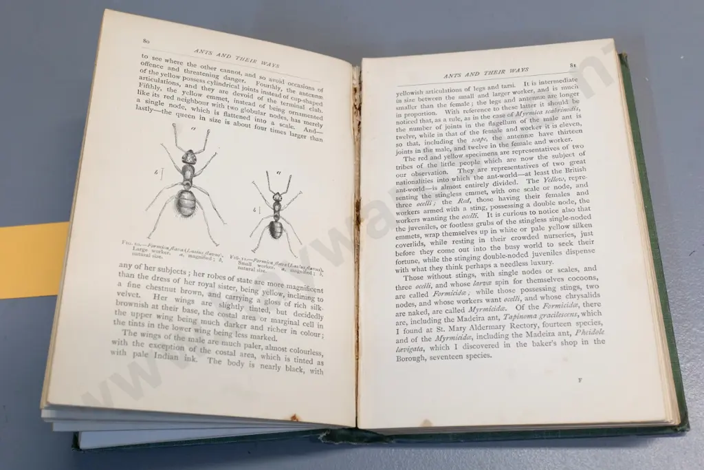 2 books: 1895 Ants & Their Ways and a 1931 volume on pest insects, part II only - both with wear, Image 1++