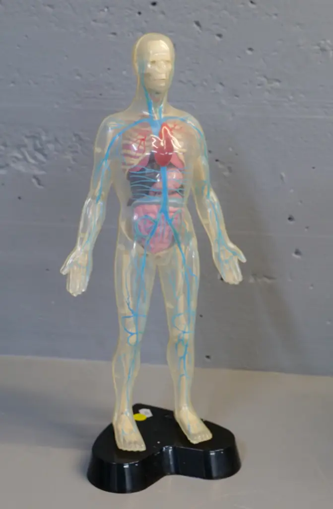see-through plastic anatomy figure on black plastic base H-410 Image 1++