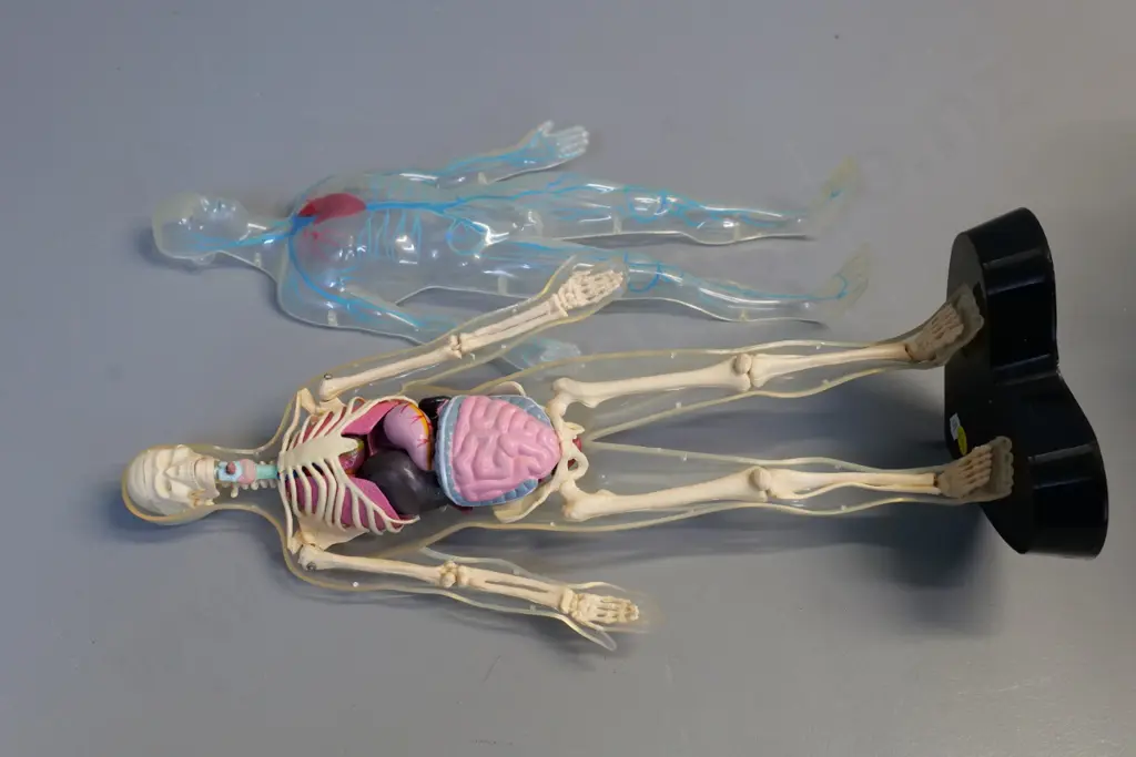 see-through plastic anatomy figure on black plastic base H-410 Image 1++