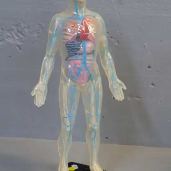 see-through plastic anatomy figure on black plastic base H-410