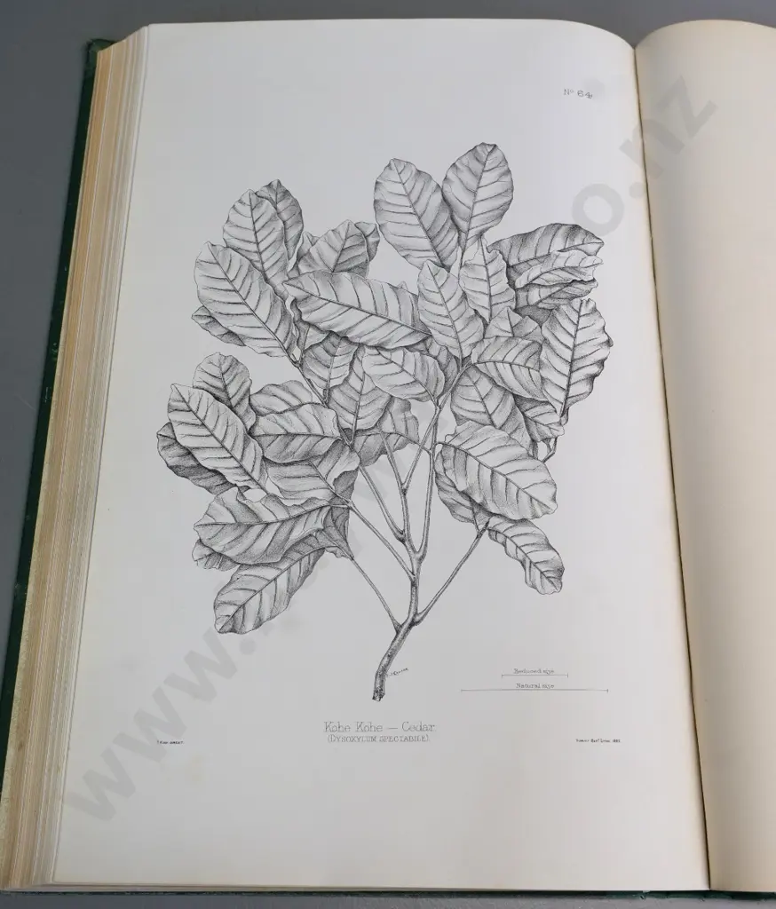 1889 book: 'The Forest Flora of New Zealand' by T. Kirk - ex Cawthron Institute library - some foxing & wear Image 1++
