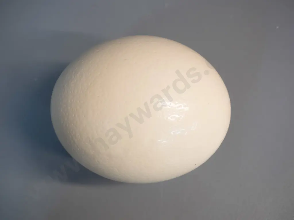 ostrich egg L-160 D-130 Image 1++