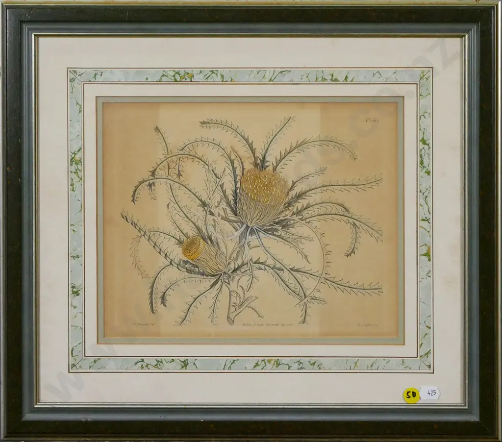 framed vintage botanical print - thistles (some fading) H-200 W-250 Image 1++