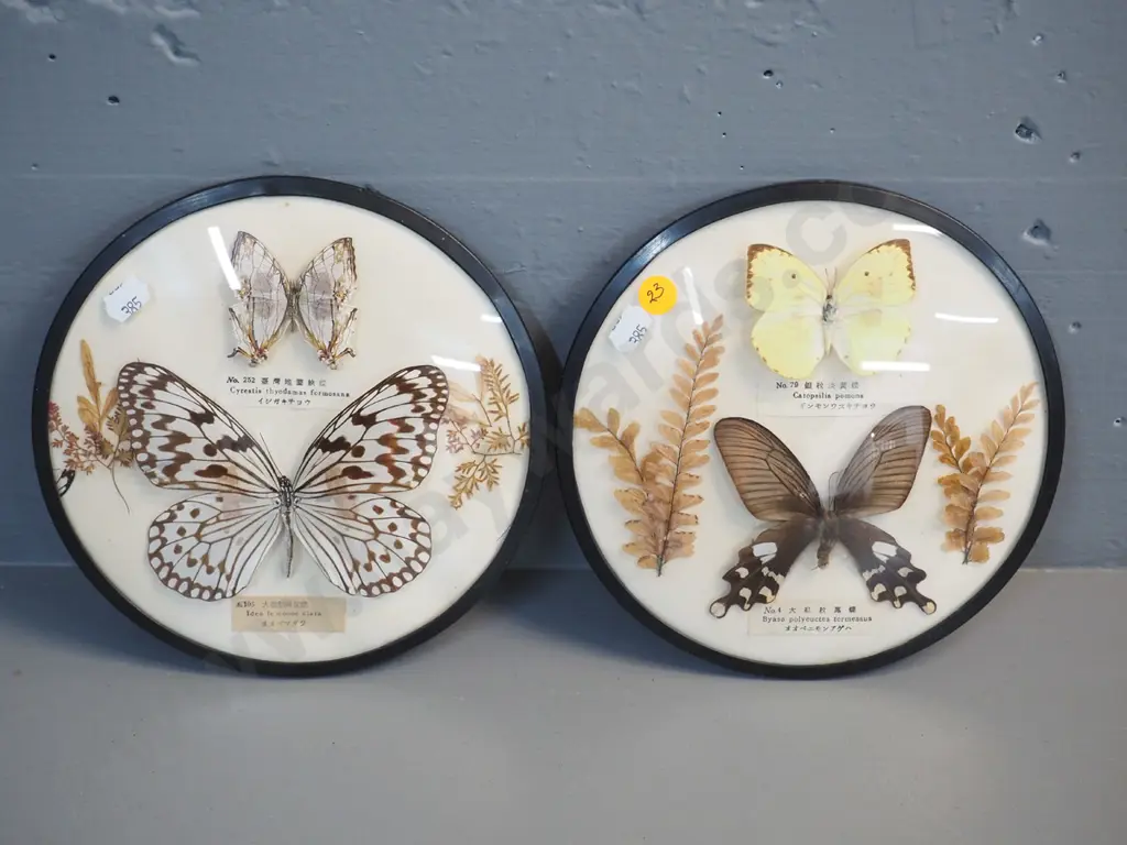 pair of Japanese butterfly displays in plastic and convex glass or perspex frames - each D-190 Image 1++