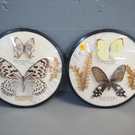 pair of Japanese butterfly displays in plastic and convex glass or perspex frames - each D-190