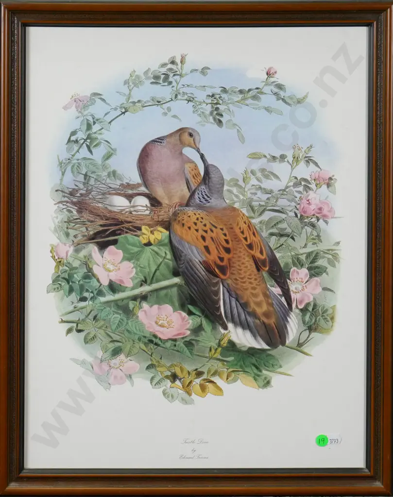 framed print "Turtle Dove" H-510 W-390 Image 1++