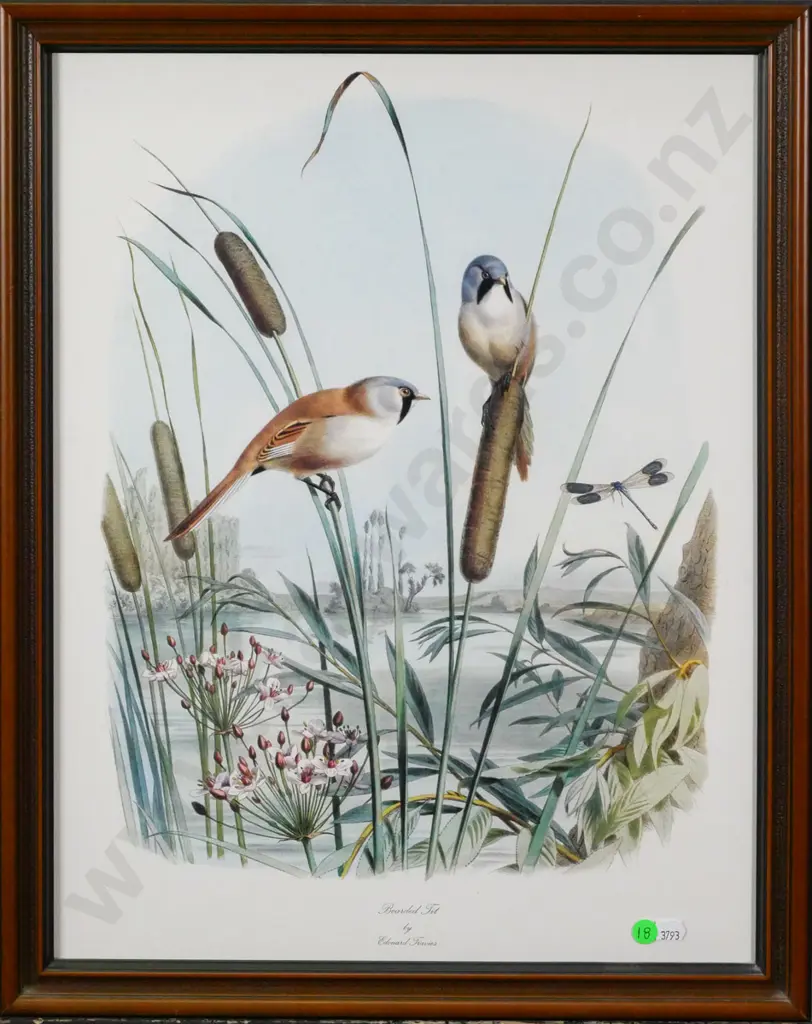 framed print "Bearded Tit" H-510 W-390 Image 1++