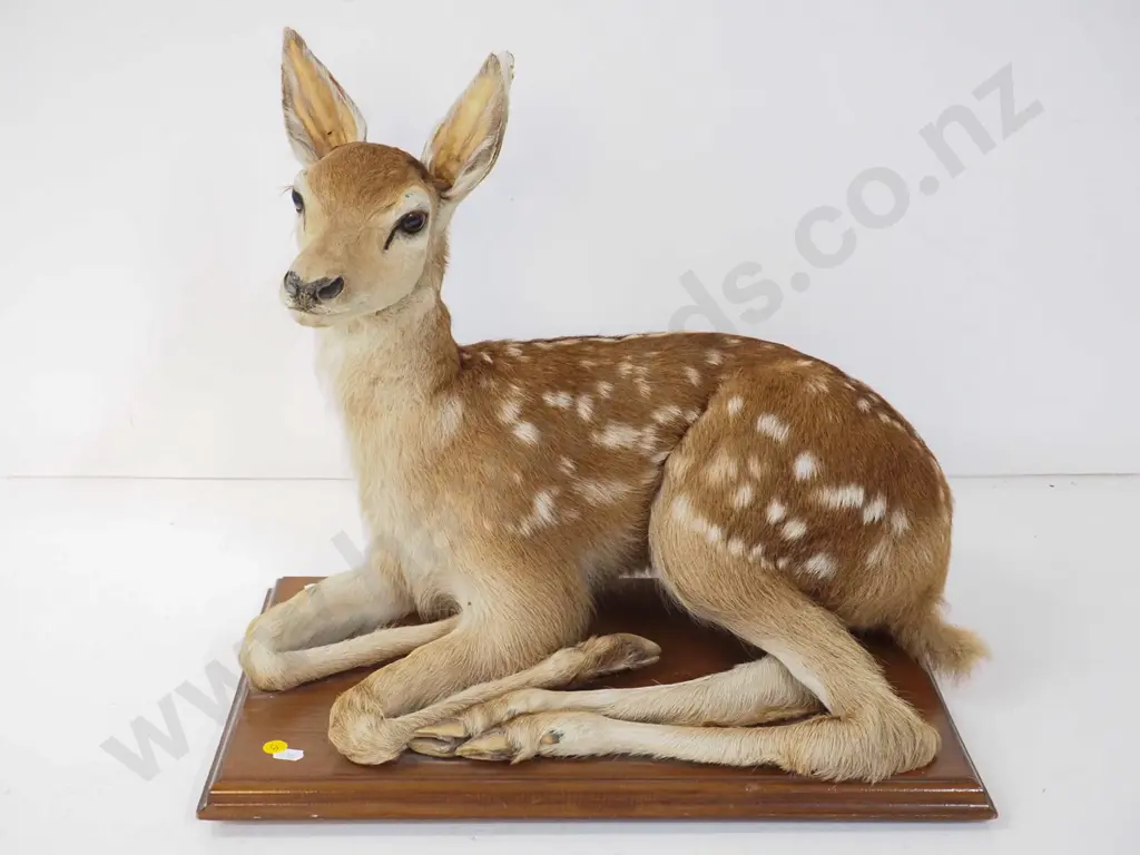 taxidermy fawn on wooden base - some wear, ears separating. H470, base is W-480 D-280 Image 1++
