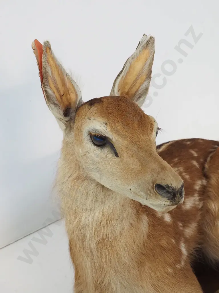 taxidermy fawn on wooden base - some wear, ears separating. H470, base is W-480 D-280 Image 1++