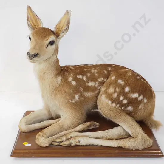 taxidermy fawn on wooden base - some wear, ears separating. H470, base is W-480 D-280
