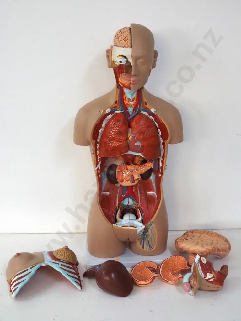 detailed life-size anatomical model torso on plastic base, with removable organs H-850 Image 1++