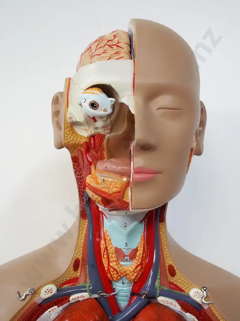 detailed life-size anatomical model torso on plastic base, with removable organs H-850 Image 1++