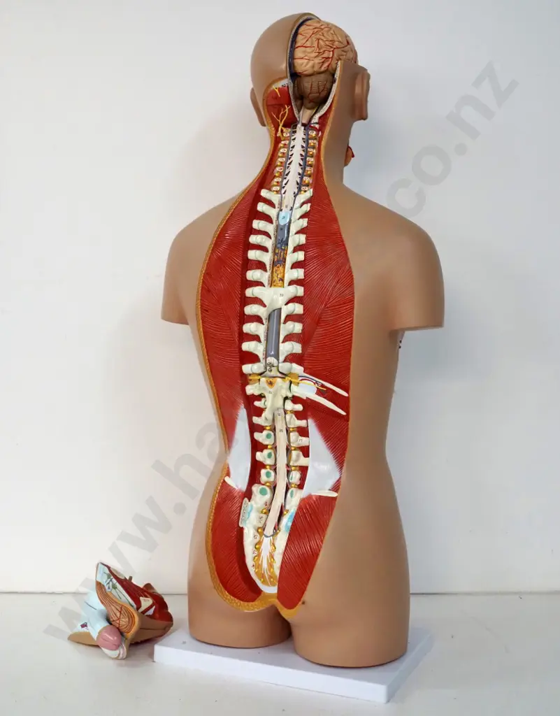 detailed life-size anatomical model torso on plastic base, with removable organs H-850 Image 1++