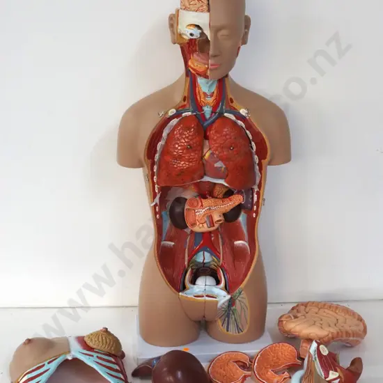 detailed life-size anatomical model torso on plastic base, with removable organs H-850