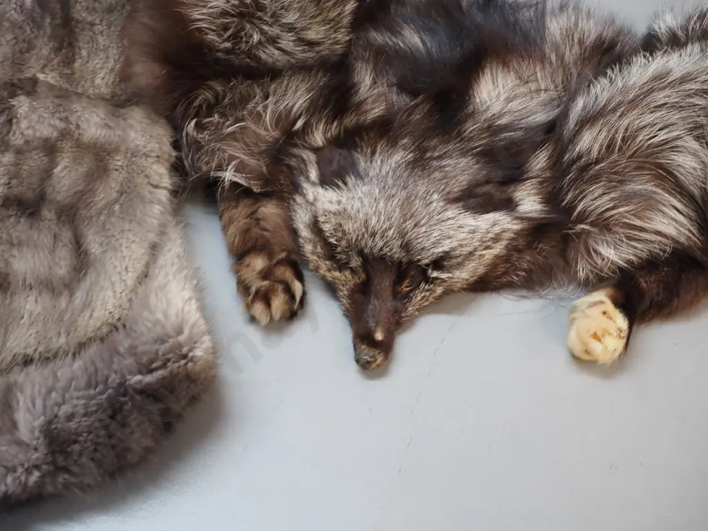2 fur stoles - full fox and one other L-1480 Image 1++