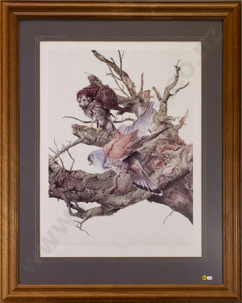 Raymond Ching - framed ltd edition print 342/850 - Kestrels H-620 W-470 Image 1++