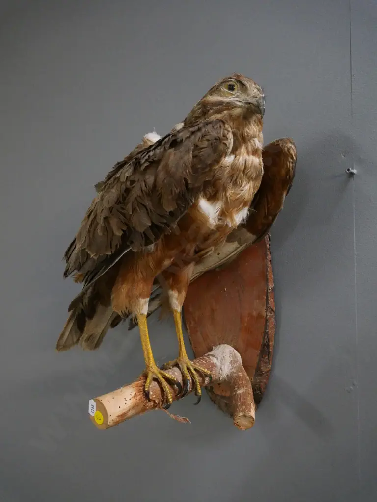 taxidermy harrier hawk on wooden wall mount - some borer holes in wood, age wear to bird H440 Image 1++