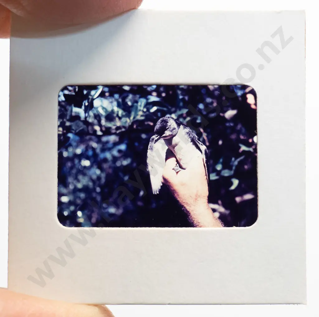 large collection of 35mm slides: NZ ornithology, landscapes, skiing, caving, steam trains, school trips etc. Image 1++